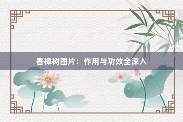 香樟树图片：作用与功效全深入